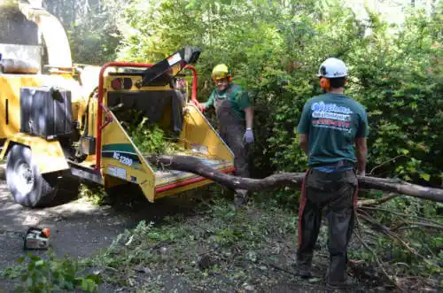 tree services Ignacio